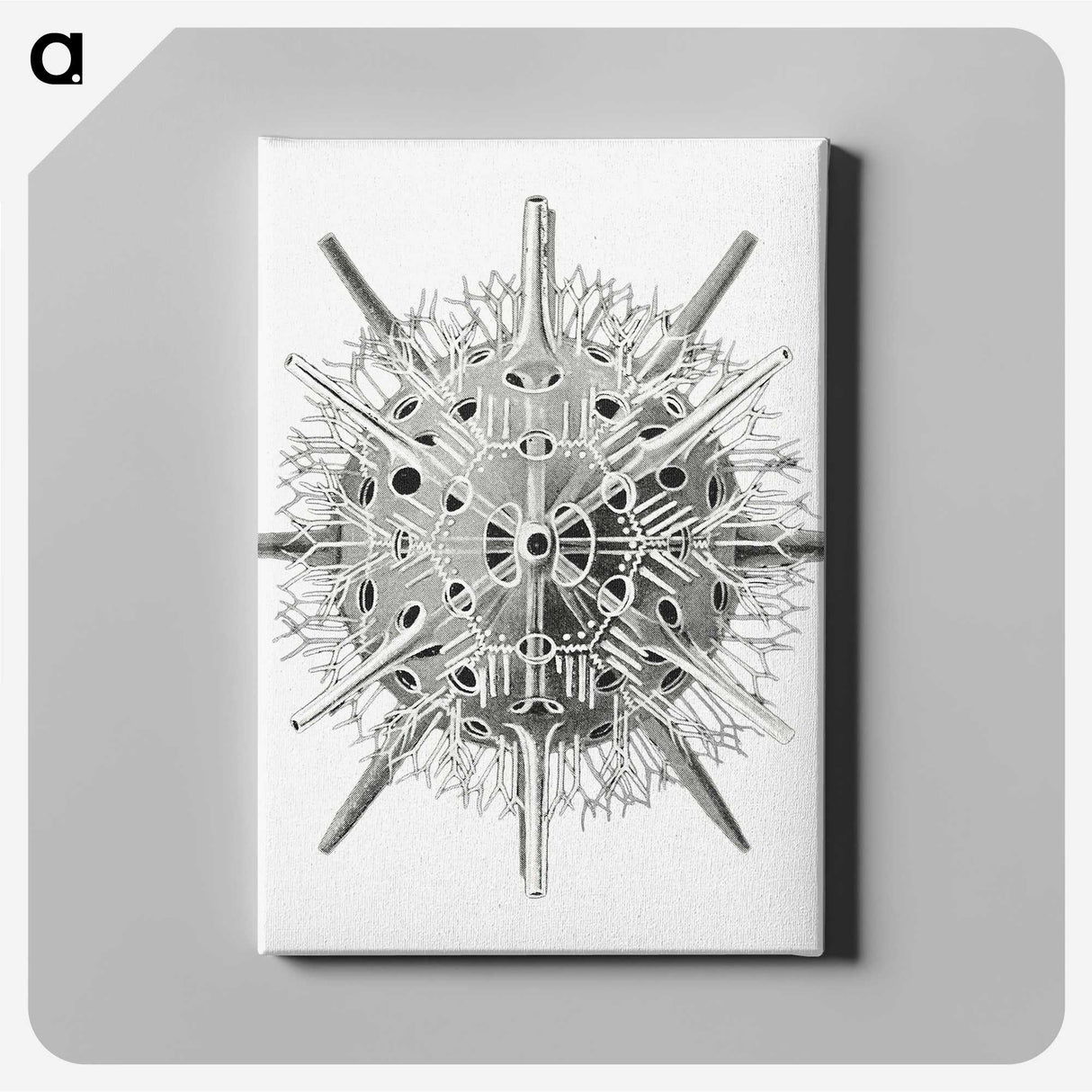 3-6_Ernst-Haeckel_canvas