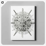 3-6_Ernst-Haeckel_canvas