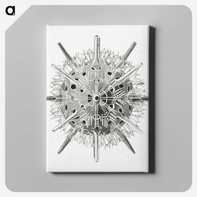 3-6_Ernst-Haeckel_canvas