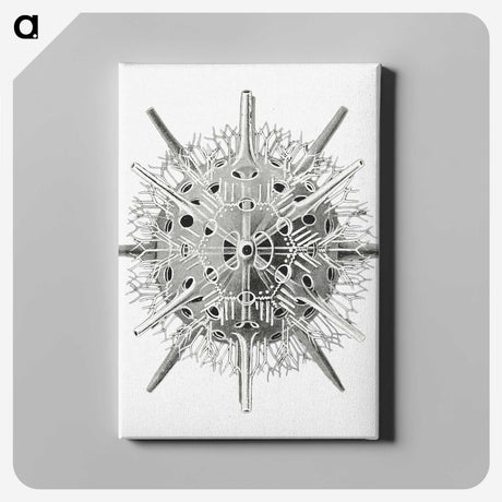 3-6_Ernst-Haeckel_canvas