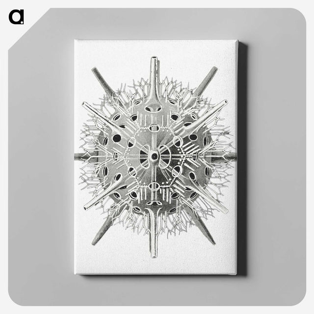 3-6_Ernst-Haeckel_canvas
