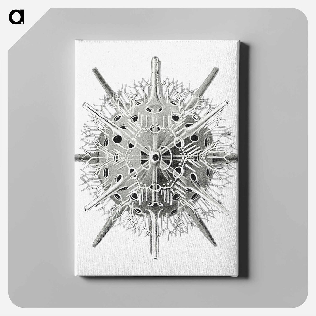Vintage marine life illustration on white background - エルンスト ヘッケル Canvas.