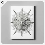 Vintage marine life illustration on white background - エルンスト ヘッケル Canvas.