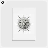 アートポストカード-Vintage marine life illustration on white background - エルンスト ヘッケル Postcard.