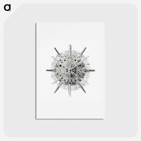 アートポストカード-Vintage marine life illustration on white background - エルンスト ヘッケル Postcard.