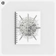 3-6_Ernst-Haeckel_memo