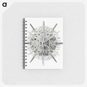 3-6_Ernst-Haeckel_memo