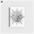 アートメモ帳-Vintage marine life illustration on white background - エルンスト ヘッケル Memo.