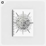 アートメモ帳-Vintage marine life illustration on white background - エルンスト ヘッケル Memo.