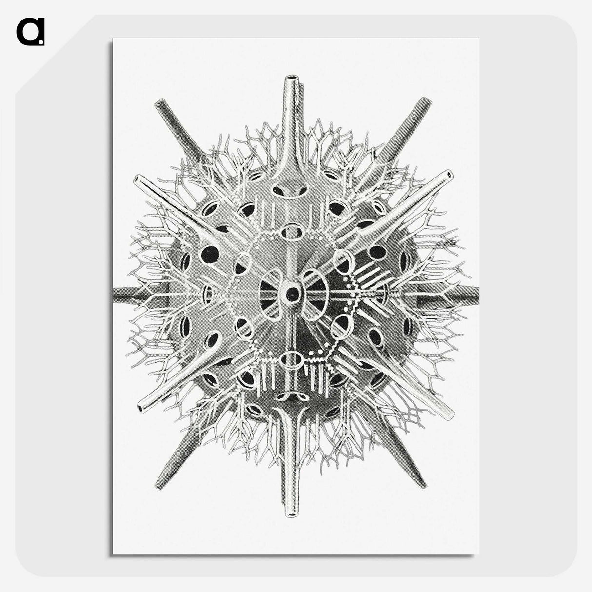 3-6_Ernst-Haeckel_picture-crop