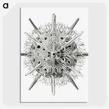3-6_Ernst-Haeckel_picture-crop