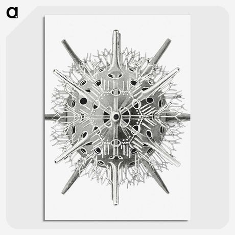 3-6_Ernst-Haeckel_picture-crop