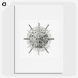 3-6_Ernst-Haeckel_picture