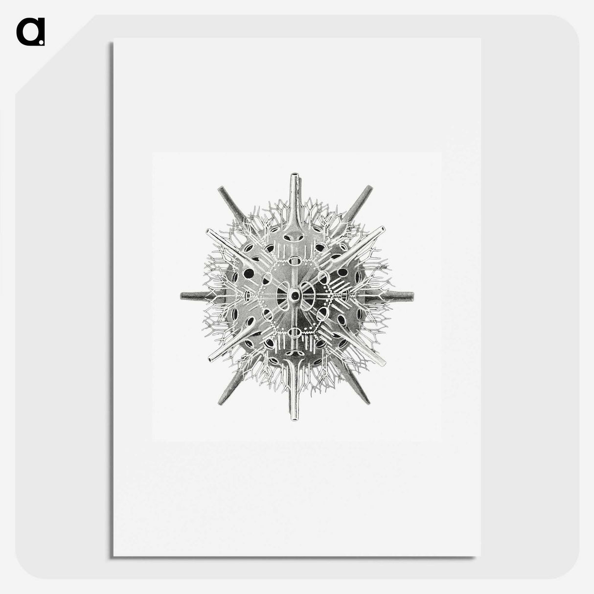 3-6_Ernst-Haeckel_picture