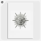 3-6_Ernst-Haeckel_picture