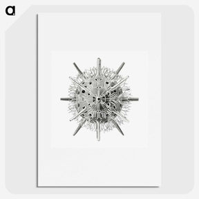 3-6_Ernst-Haeckel_picture