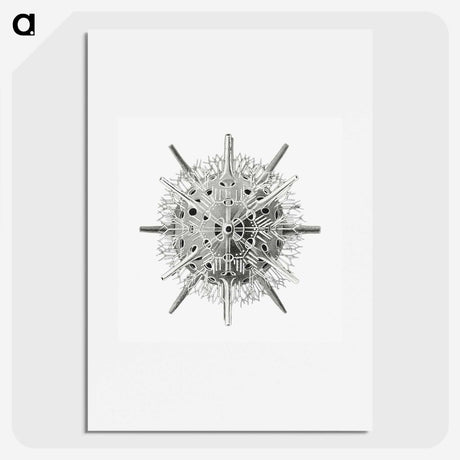 3-6_Ernst-Haeckel_picture