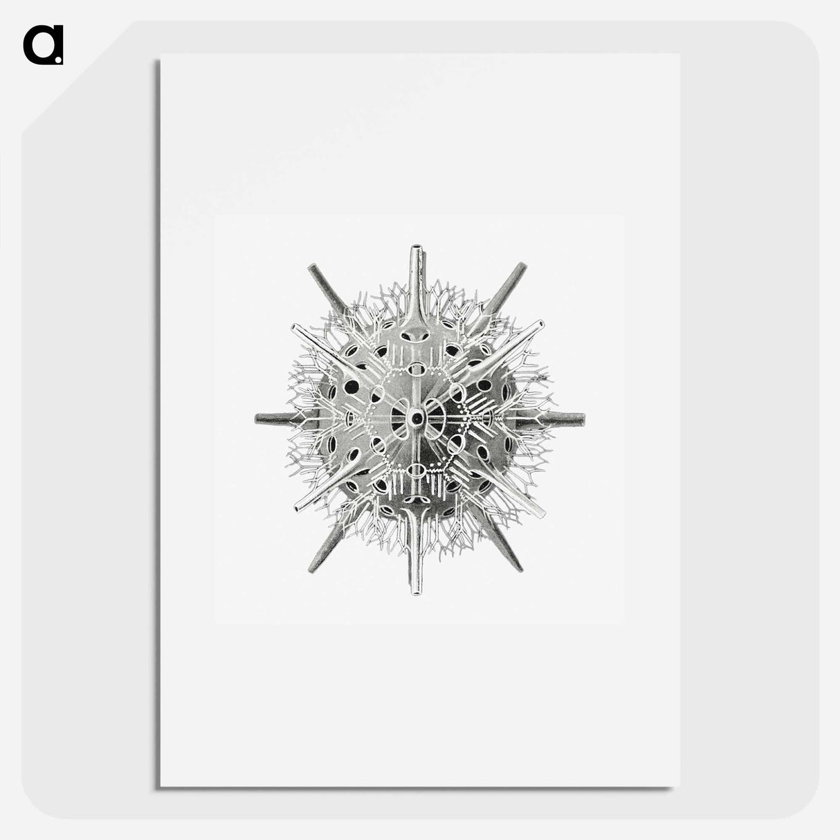 Vintage marine life illustration on white background - エルンスト ヘッケル Poster.