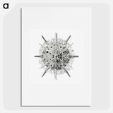 Vintage marine life illustration on white background - エルンスト ヘッケル Poster.