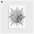 3-6_Ernst-Haeckel_postcard