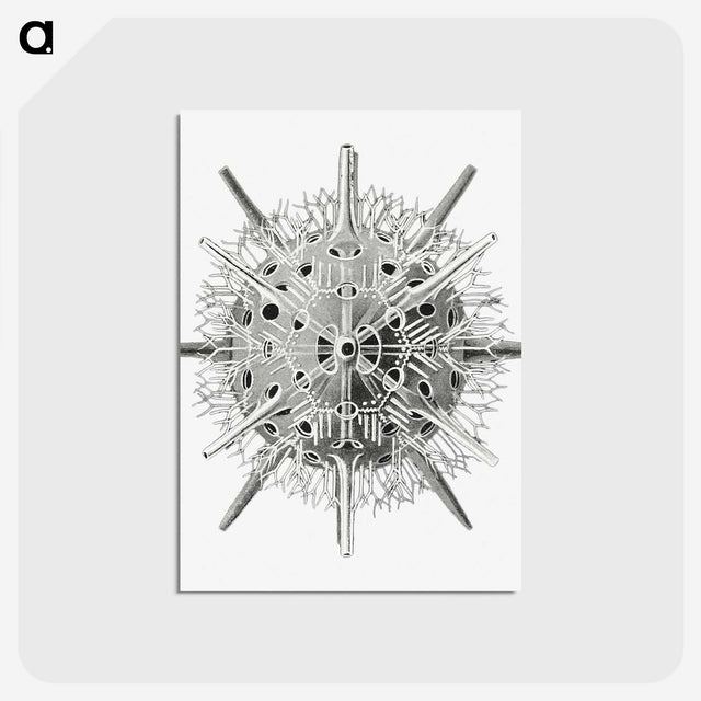 3-6_Ernst-Haeckel_postcard
