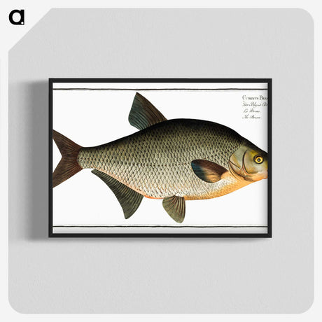 3-6_Ichtyologie-ou-Histoire-naturelle_blk-crop
