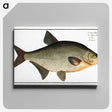 3-6_Ichtyologie-ou-Histoire-naturelle_canvas