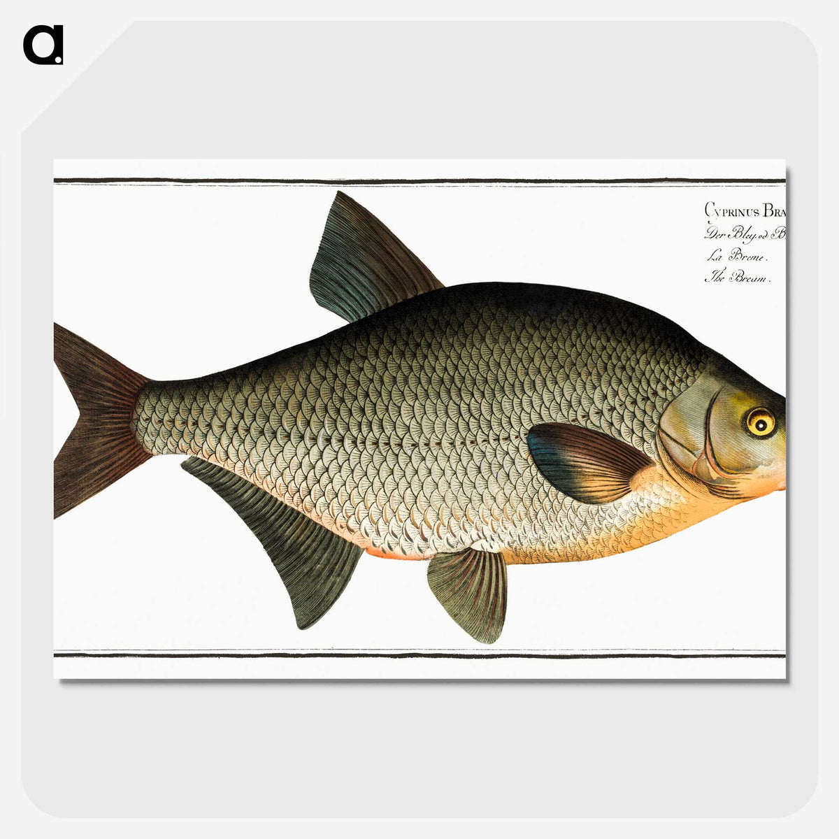 3-6_Ichtyologie-ou-Histoire-naturelle_picture-crop