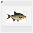3-6_Ichtyologie-ou-Histoire-naturelle_picture