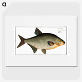 3-6_Ichtyologie-ou-Histoire-naturelle_picture