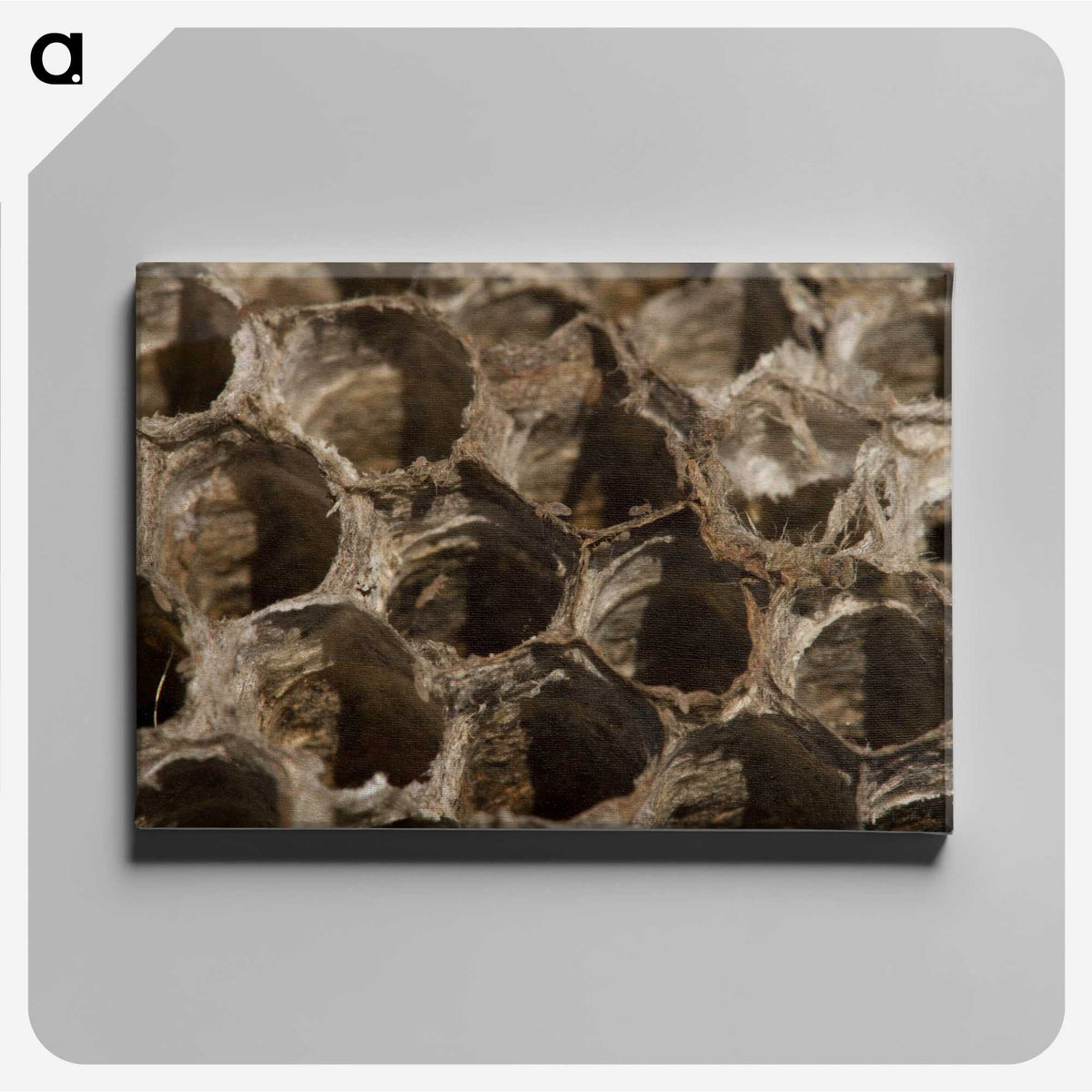 3-6_Insects-Unlocked-Project_canvas
