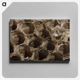 3-6_Insects-Unlocked-Project_canvas