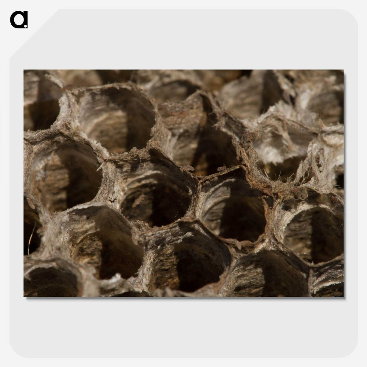3-6_Insects-Unlocked-Project_picture-crop
