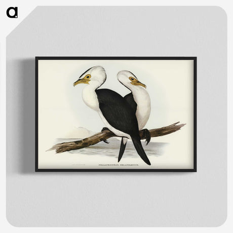 3-6_John-Gould_blk-crop