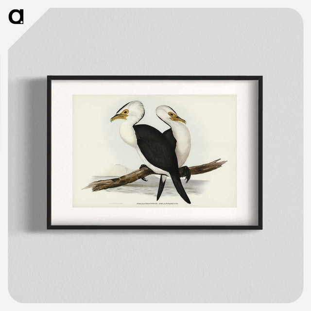3-6_John-Gould_blk