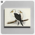 3-6_John-Gould_canvas
