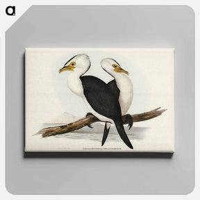 アートパネル-Little Pied Cormorant
 - ジョン グールド Canvas.