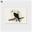アートポストカード-Little Pied Cormorant
 - ジョン グールド Postcard.