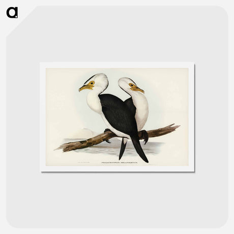アートポストカード-Little Pied Cormorant
 - ジョン グールド Postcard.