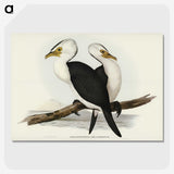 3-6_John-Gould_picture-crop