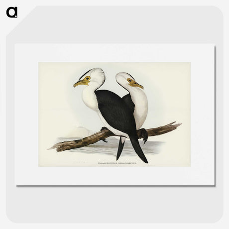 3-6_John-Gould_picture