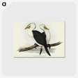 3-6_John-Gould_postcard