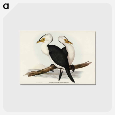アートポストカード-Little Pied Cormorant
 - ジョン グールド Postcard.