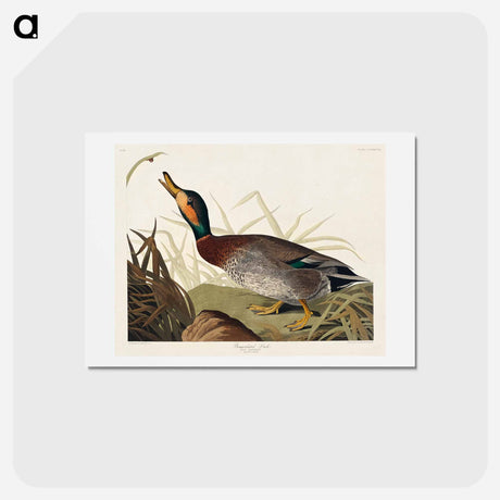 アートポストカード-Bemaculated Duck
 - ジョン ジェームス オーデュボン Postcard.