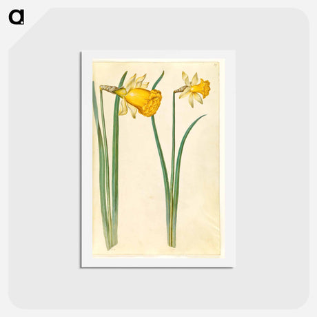 アートポストカード-Narcissus pseudonarcissus
 - マリア ジビーラ メーリアン Postcard.