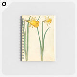 3-6_Maria-Sibylla-Merian_memo