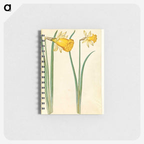 3-6_Maria-Sibylla-Merian_memo
