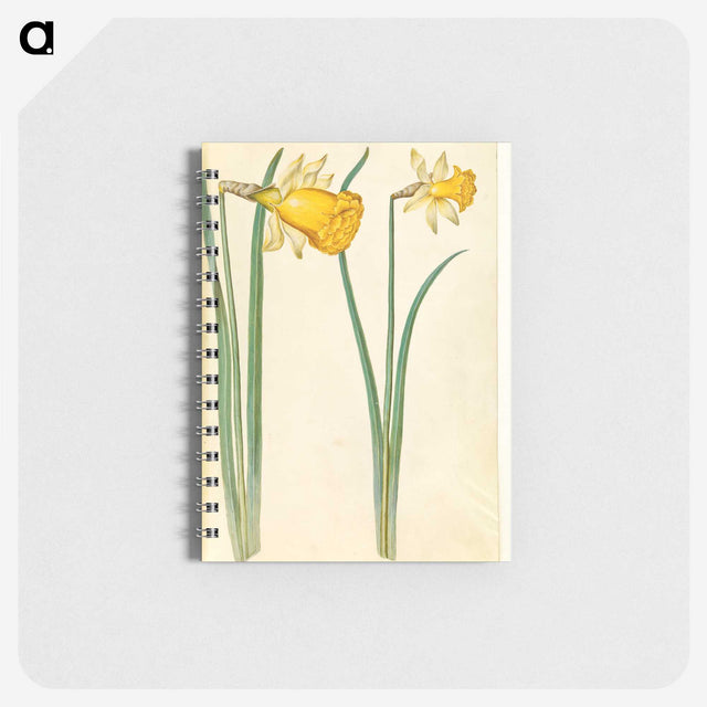 3-6_Maria-Sibylla-Merian_memo