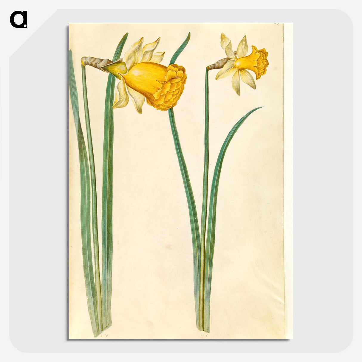 3-6_Maria-Sibylla-Merian_picture-crop