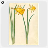 3-6_Maria-Sibylla-Merian_picture-crop